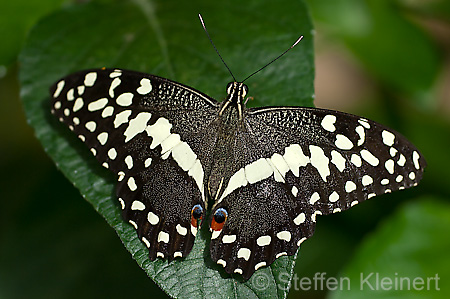 083 Afrikanischer Schwalbenschwanz - Papilio demedocus
